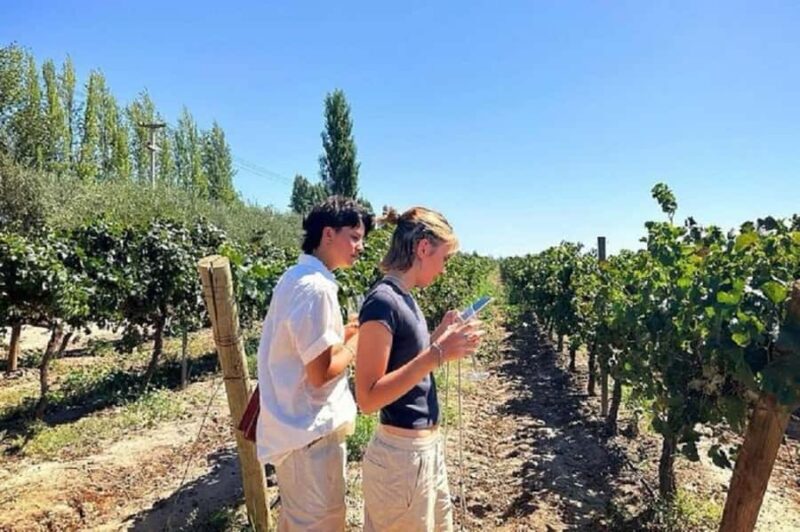 Mendoza: Full day tour visit and tasting - 3 wineries - Key Points