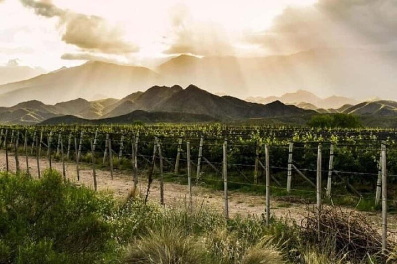 Mendoza: Full day tour visit and tasting - 3 wineries - A Closer Look at the Mendoza Full-Day Wine Tour