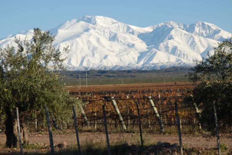 Mendoza: Full Day Wine Tour with 3 Course Lunch - An In-Depth Look at the Tour