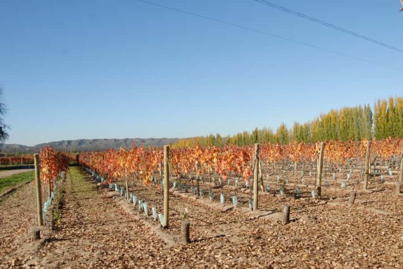 Mendoza: Full Day Wine Tour with 3 Course Lunch - Final Thoughts: Is It Worth It?