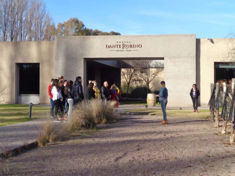 Mendoza: Half-Day Wine Tour with Tastings - An In-Depth Look at the Mendoza Half-Day Wine Tour