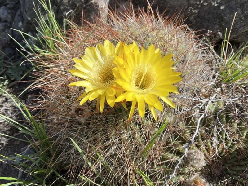 Mendoza: Hiking, Meditation & Yoga in the Andes with Lunch - FAQ