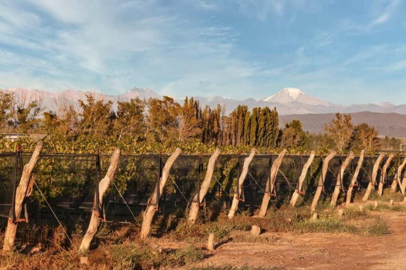 Mendoza Lujan de Cuyo: Tour of 3 Wineries with Tastings and Lunch - Final Thoughts