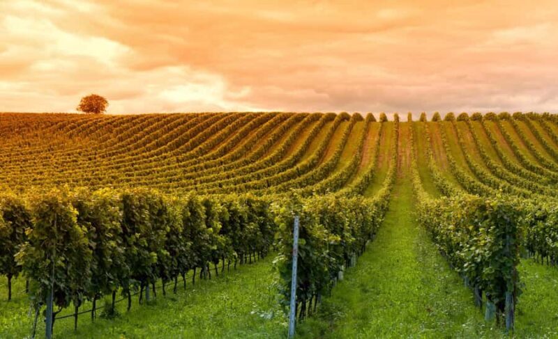 Mendoza: Small-Group Wineries Tour with Tasting and Lunch - Detailed Itinerary Breakdown