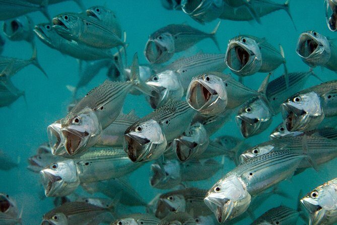 Menjangan island for Certified Scuba Divers full day boat trip, 2 dives + lunch - Exploring Menjangan Island: A Deep Dive into the Experience