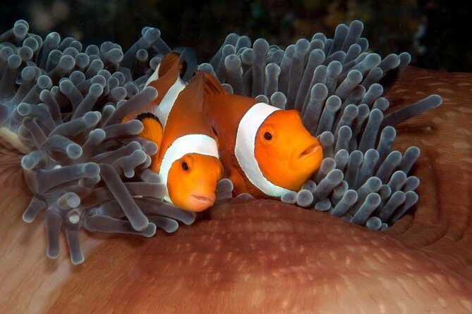 Menjangan island for Certified Scuba Divers full day boat trip, 2 dives + lunch - Practical Tips for Your Trip