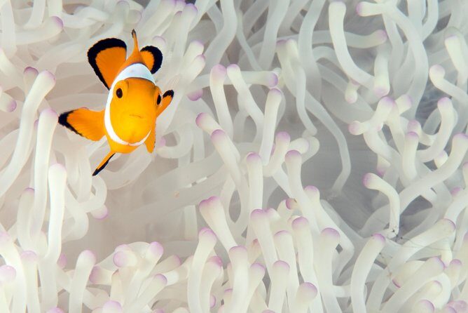 Menjangan island for Certified Scuba Divers full day boat trip, 2 dives + lunch - Final Thoughts