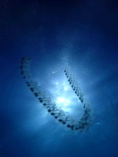Menorca: 1 single dive (IMPORTANT: Certification REQUIRED) - Exploring the Menorca Underwater World: An Authentic Dive Experience
