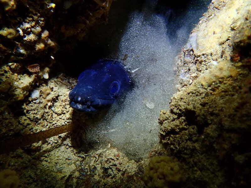 Menorca: 1 single dive (IMPORTANT: Certification REQUIRED) - Final Thoughts: Who Should Consider This Dive?