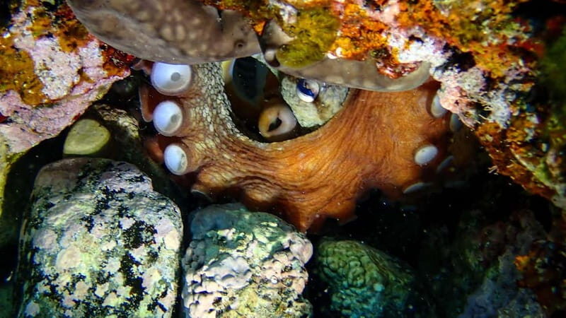 Menorca: Cala Galdana Try Scuba Diving for Beginners - Detailed Breakdown of the Itinerary