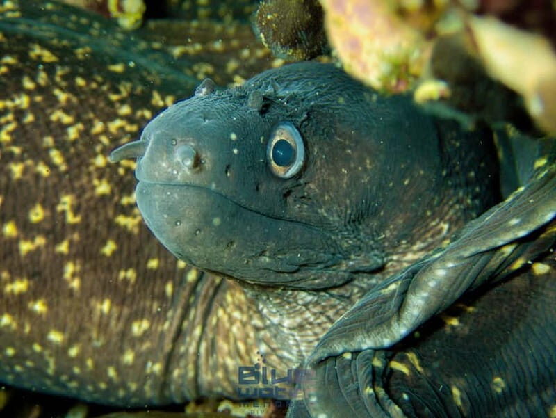 Menorca: Try scuba diving in Cala'n Bosch -BLUEWATER MENORCA - Who Should Consider This Tour?
