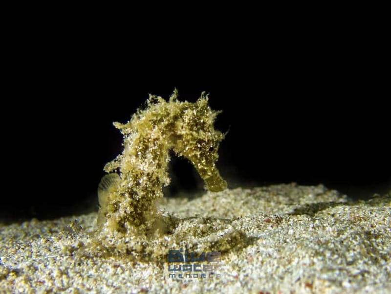 Menorca: Try scuba diving in Cala'n Bosch -BLUEWATER MENORCA - Final Thoughts