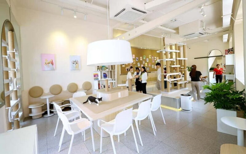 Méo Meo Cat Cafe in Center of Saigon - Final Thoughts