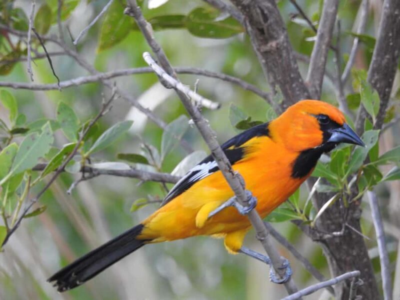 Merida: Birdwatching Tour in the Jungle and Coastline - Who Will Love This Tour?