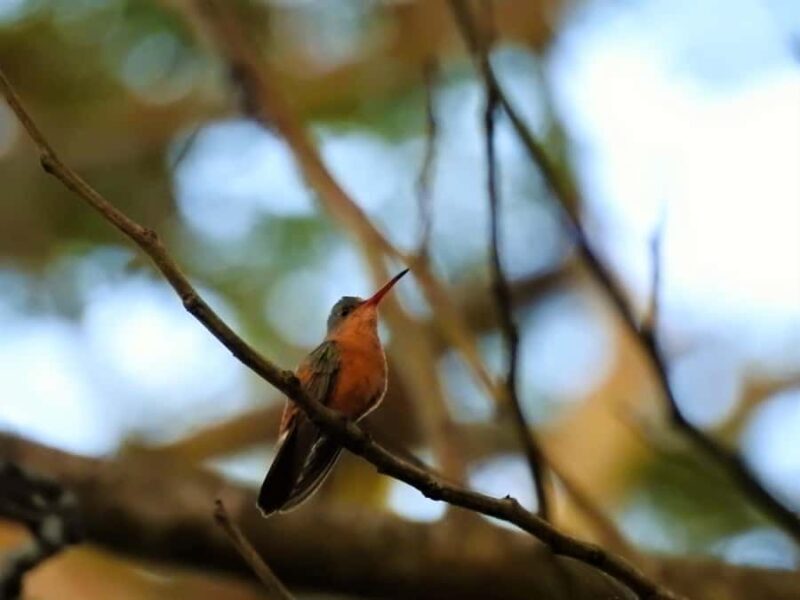 Merida: Birdwatching Tour in the Jungle and Coastline - Final Thoughts