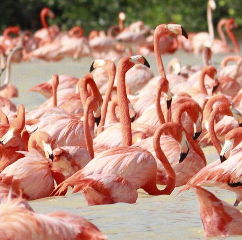 Merida: Celestun Boat Ride Mangrove Experience! Beach Time - Exploring the Celestun Experience in Depth