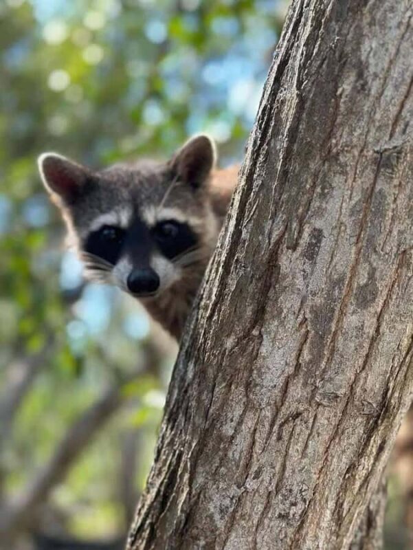 Mérida: Celestun Mangrove Boat Tour with Lunch - Exploring the Celestún Mangroves: An Authentic Day in Yucatán