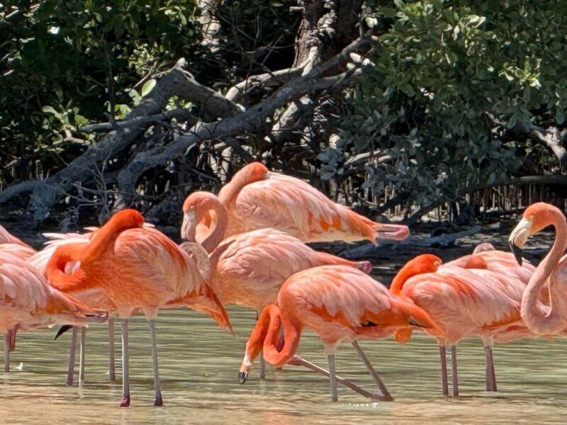 Mérida: Celestun Mangrove Boat Tour with Lunch - The Practical Side: What to Know Before You Go