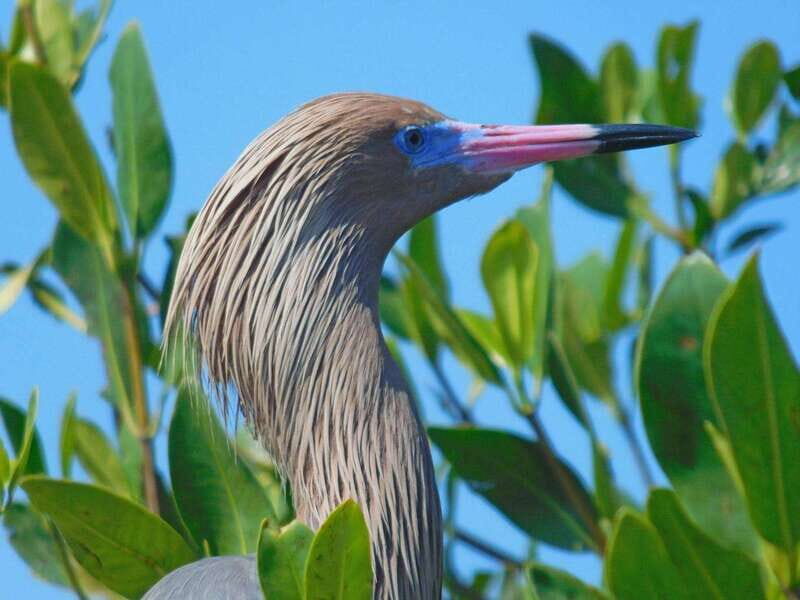 Merida: Kayaking and Bird Sanctuary in Sisal - Exploring Yucatán’s Natural Wonders: Merida’s Kayaking Adventure