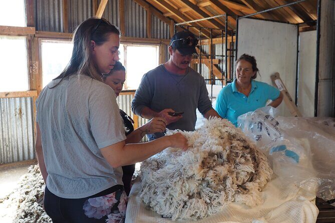 Merino Farm Experience - Value and Practical Tips