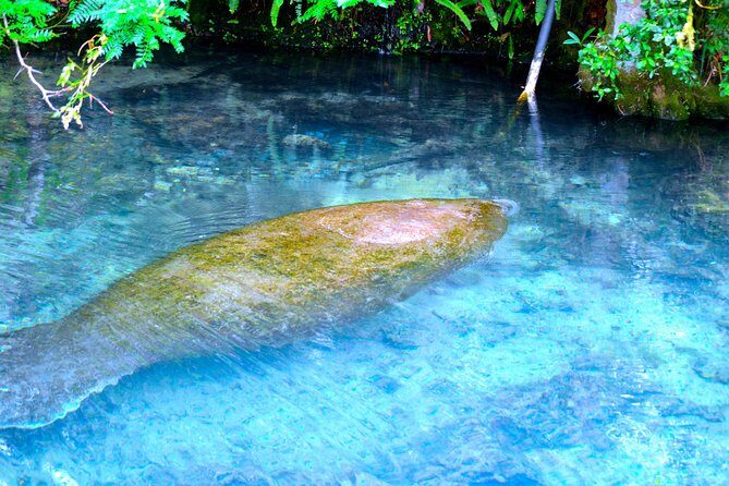 Mermaids & Mediterranean Magic: Tarpon Springs & Weeki Wachee - Who Would Love This Tour?