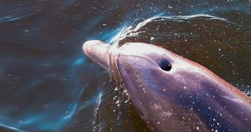 Merritt Island: Dolphin & Manatee Paddle Adventure - Key Points