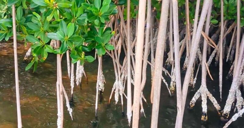 Merritt Island: Dolphin & Manatee Paddle Adventure - An In-Depth Look at the Merritt Island Paddle Adventure