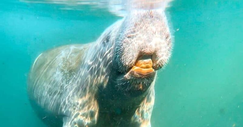 Merritt Island: Dolphin & Manatee Paddle Adventure - The Sum Up