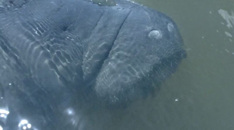 Merritt Island: Manatee Watching Paddle or Kayak Tour - FAQ