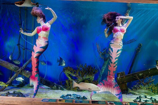 Mertailor's Mermaid Aquarium Encounter General Admission - Who Will Enjoy This Tour?
