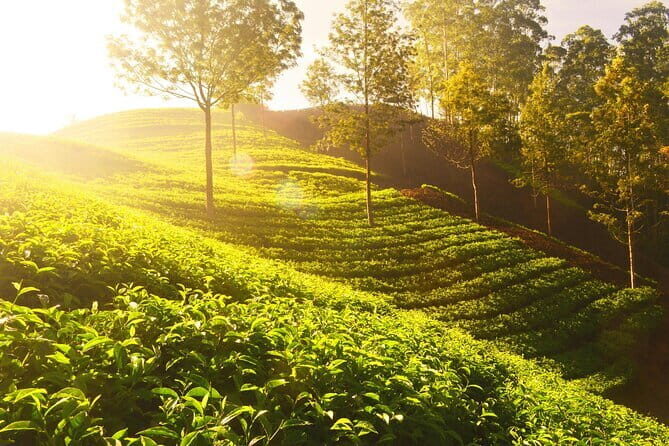 Mesmerizing Munnar: A Journey Through Paradise - Key Points