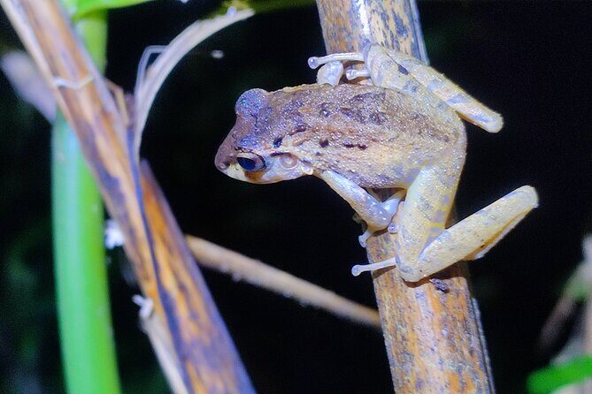 Mesmerizing Night Walk in Tortuguero - FAQ