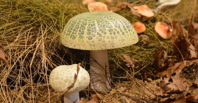 Meteora: Natural History Museum and Mushroom Museum Tour - Why This Tour Is a Good Fit