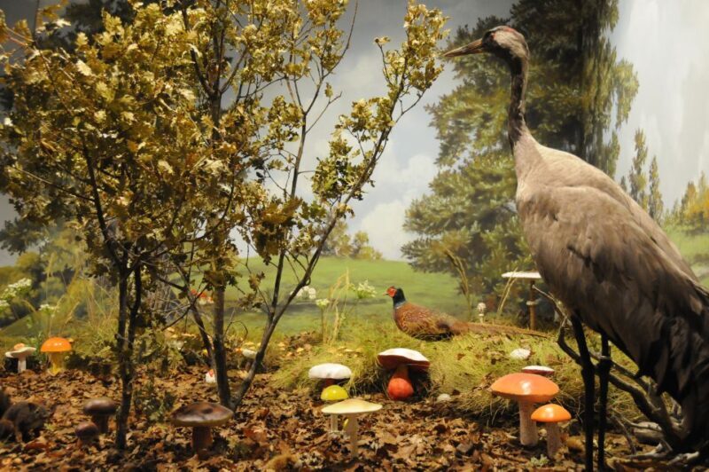 Meteora: Natural History Museum and Mushroom Museum Tour - FAQs