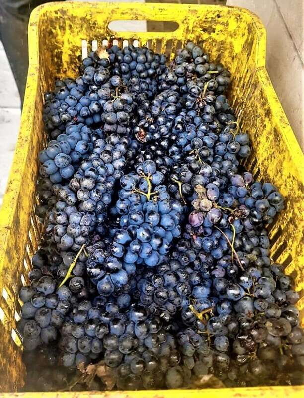 Mexican wine tour: Taste Queretaro Liquor and Visit a Town - Wine Tasting at Donato Vineyards