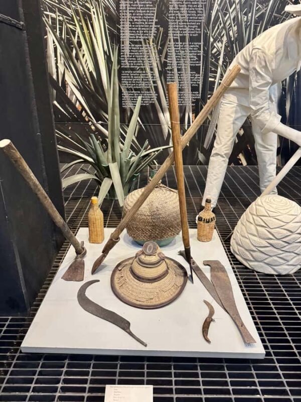 Mexico City: Agave Museums, Tastings and Mariachi Night Tour - Final Thoughts