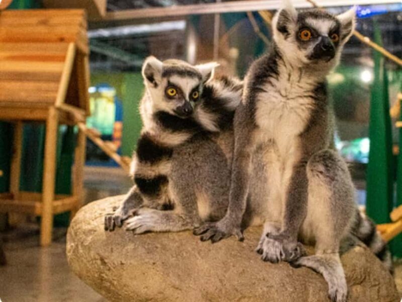 Mexico City: Entry Ticket to Acuario Michin - An Honest Look at Acuario Michin: What to Expect