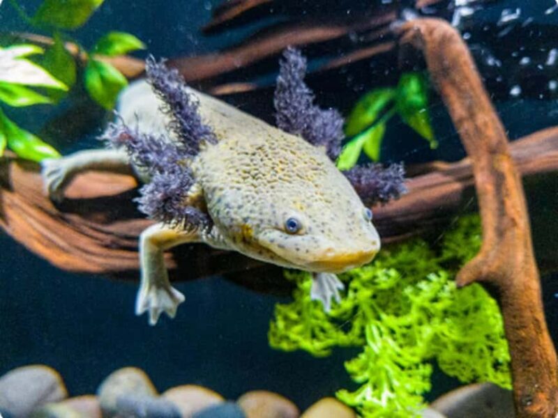 Mexico City: Entry Ticket to Acuario Michin - Why This Experience Offers Real Value