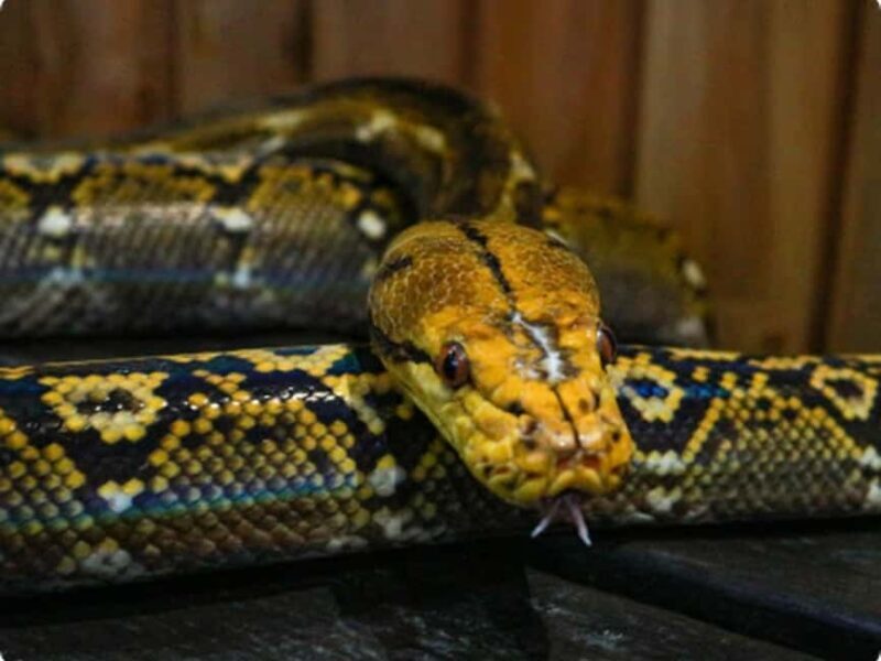 Mexico City: Entry Ticket to Acuario Michin - Frequently Asked Questions