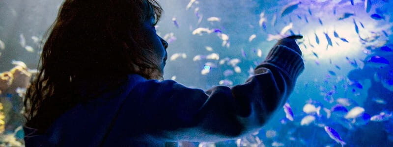 Mexico City: Inbursa Aquarium optional Round trip transfer - A Fair Look at the Pros and Cons