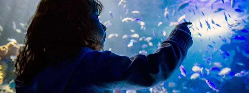Mexico City: Inbursa Aquarium optional Round trip transfer - FAQ