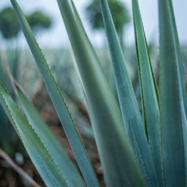 Mexico City: Mezcal Tasting and Market Tour with Lunch - Practical Tips and Considerations