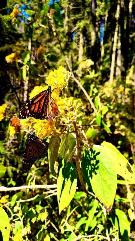 Mexico City: Monarch Butterfly Sanctuary Day Tour - Exploring the Monarch Butterfly Sanctuary: A Natural Wonder