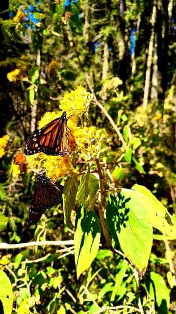 Mexico City: Monarch Butterfly Sanctuary Day Tour - Authentic Experiences and What Travelers Say