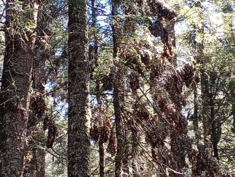 Mexico City: Monarch Butterfly Sanctuary Visit with Transfer - Starting from Mexico City