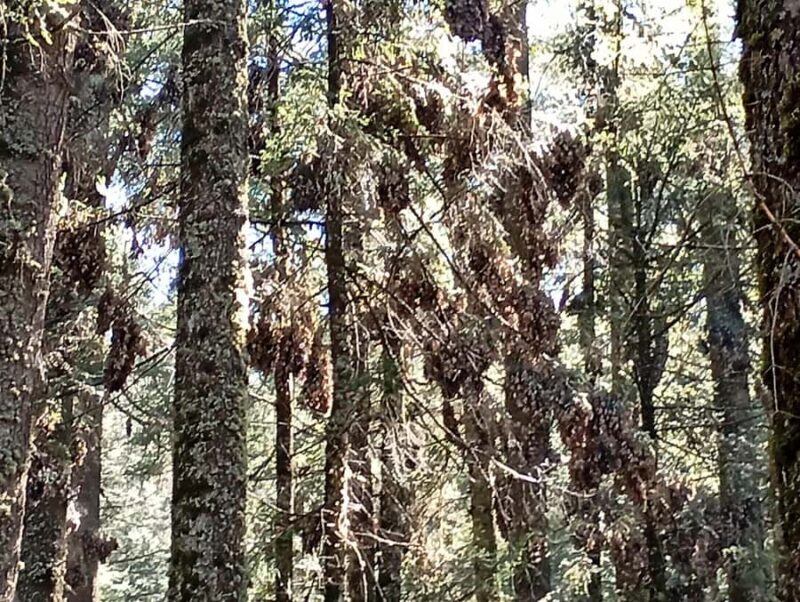 Mexico City: Monarch Butterfly Sanctuary Visit with Transfer - Arriving at El Rosario and Exploring