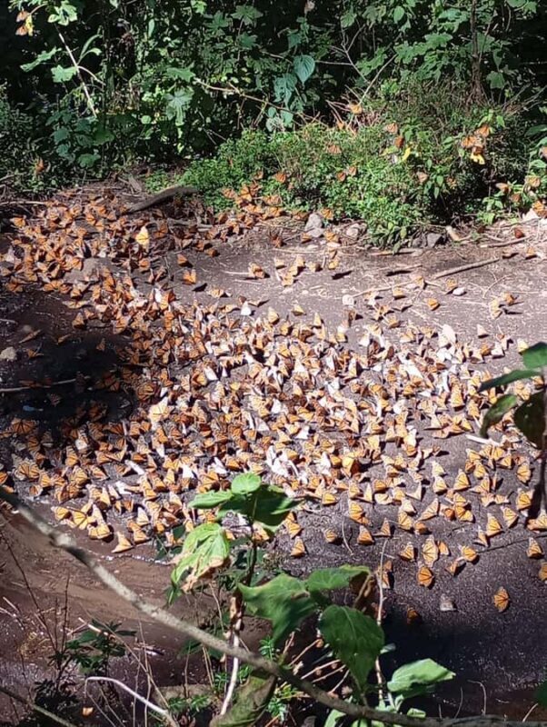 Mexico City: Monarch Butterfly Sanctuary Visit with Transfer - Lunch and Additional Tips