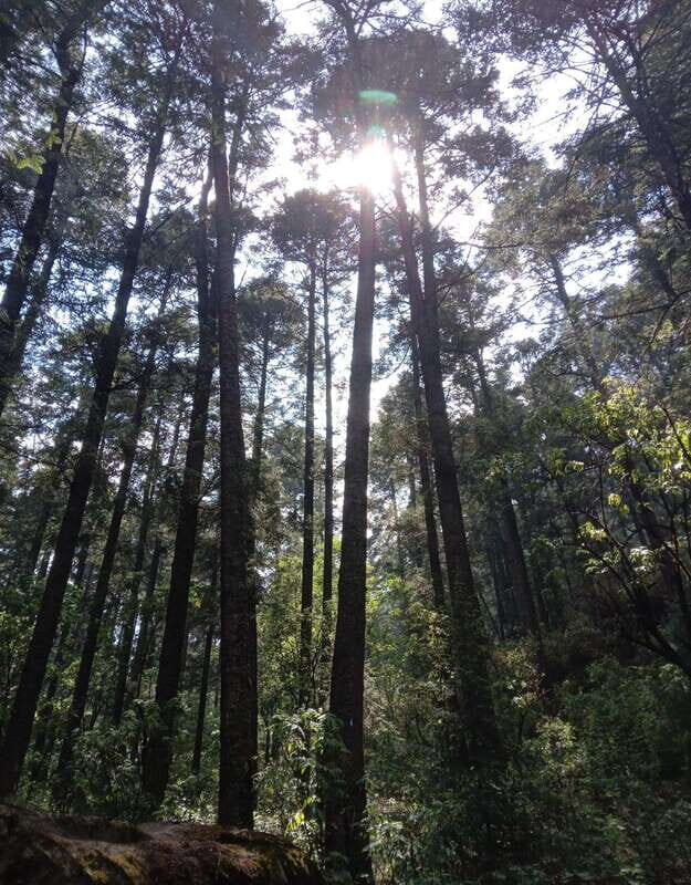 Mexico City: Morning Hiking at Mirador Coconetla - Key Points