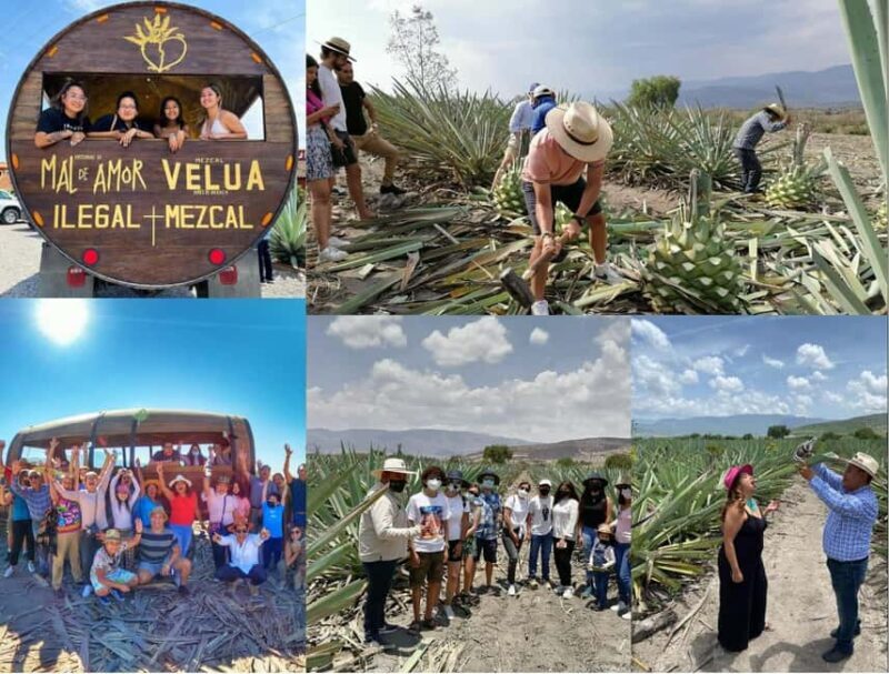 Mezcal Oaxaca: Tour, Gastronomy and Mezcal Tasting - Who Should Consider This Tour?