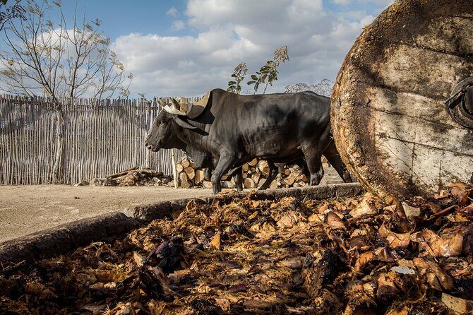 Mezcal Tasting -Masterclass + Blind tasting- - An In-Depth Look at the Mezcal Masterclass + Blind Tasting in San Miguel de Allende